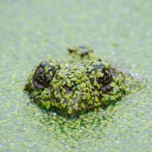 Panier Pique-nique Gourmet